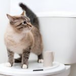 Cat Training Kit for Toilet